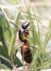 Camponotus ligniperda